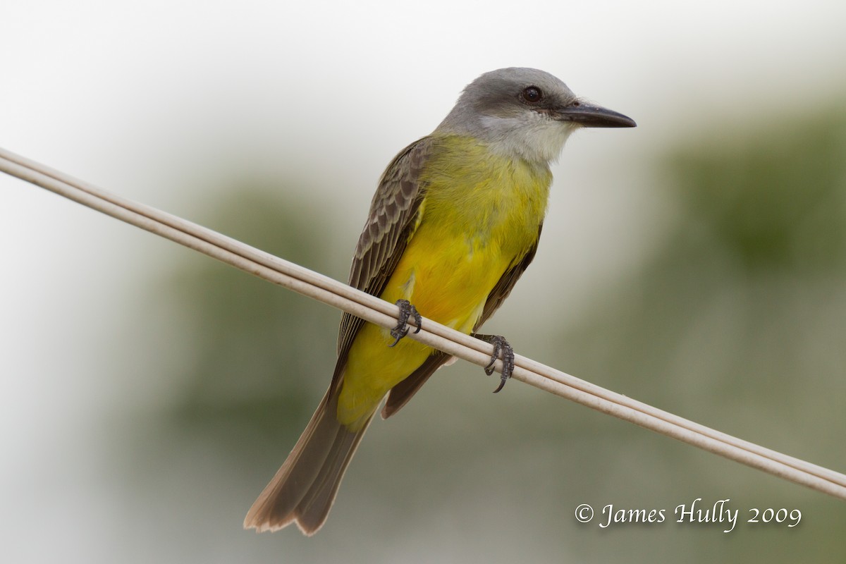 Tropical Kingbird - ML642995913