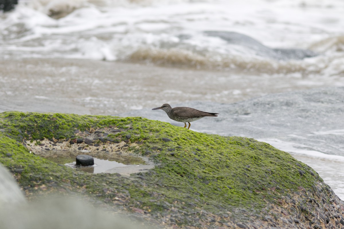 Коловодник аляскинський - ML642995917