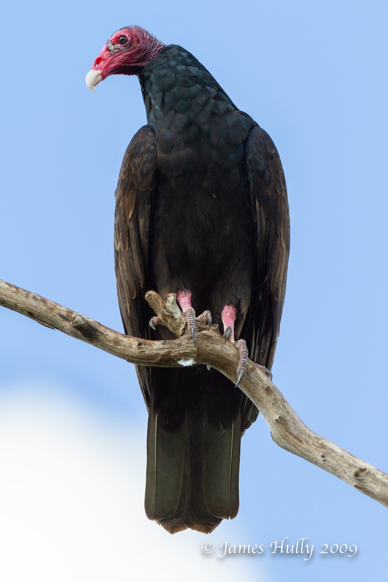 Turkey Vulture - ML642995962