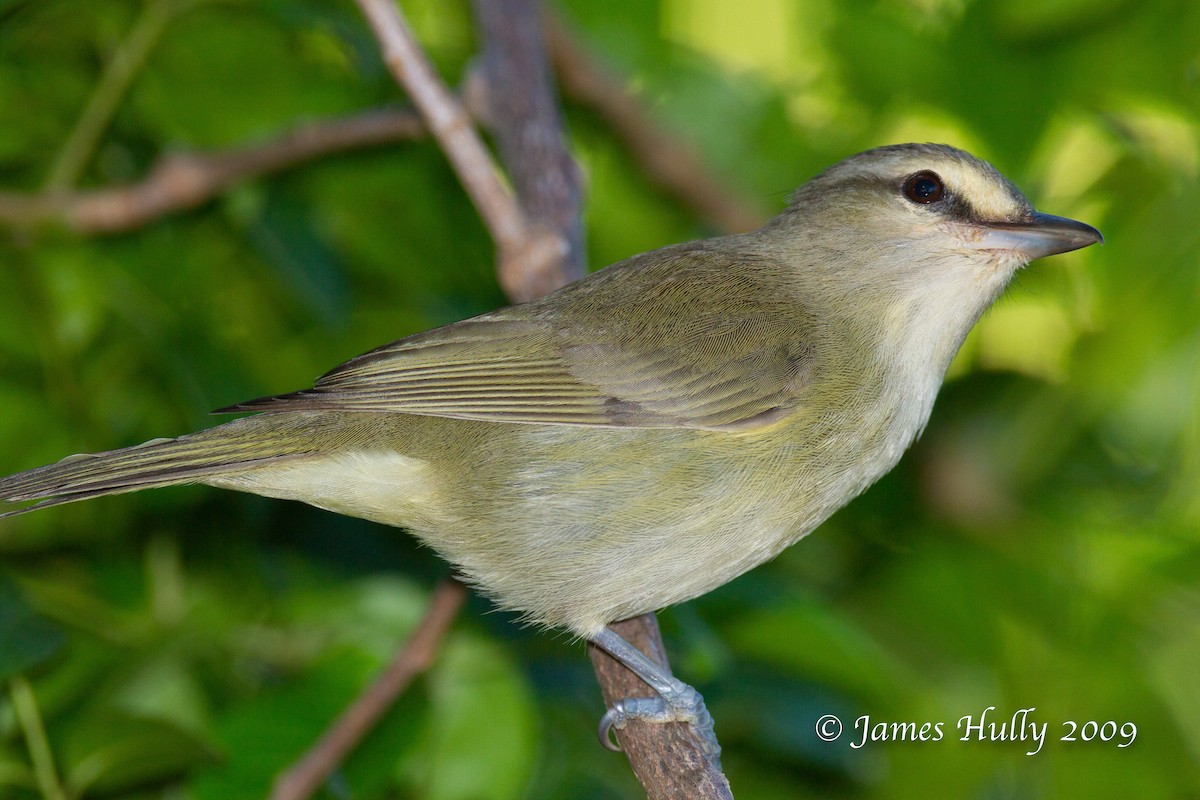 Yucatan Vireo - ML642995978