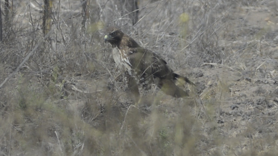 Red-tailed Hawk (calurus/alascensis) - ML642996002