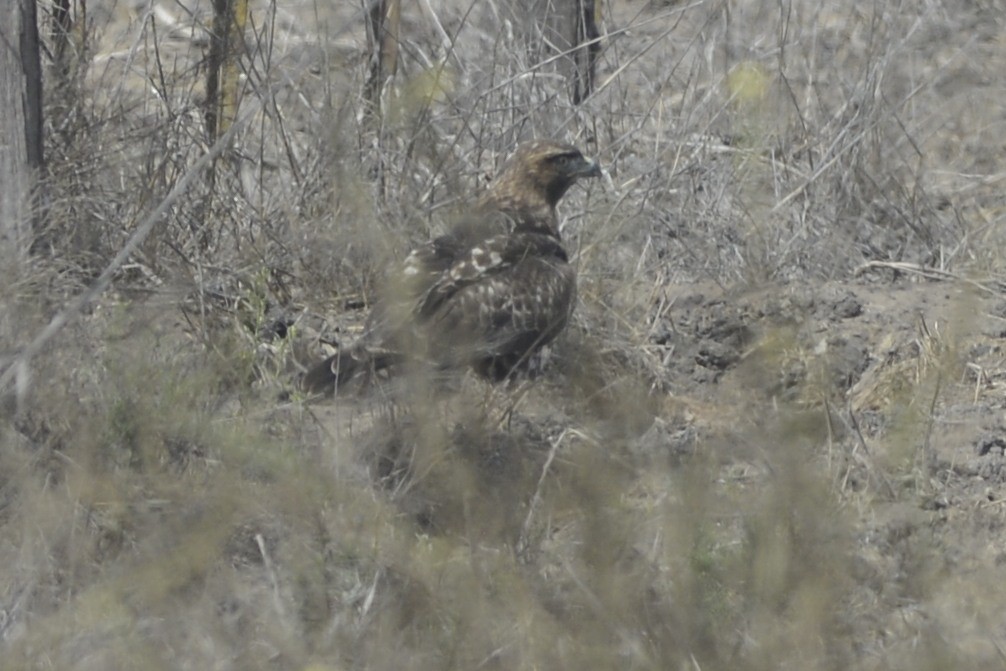 Red-tailed Hawk (calurus/alascensis) - ML642996014