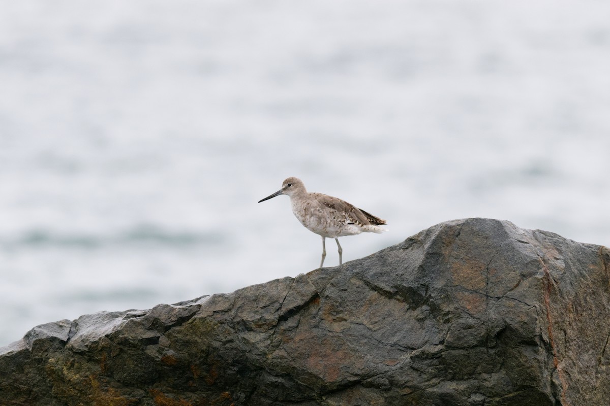 Коловодник американський - ML642996016