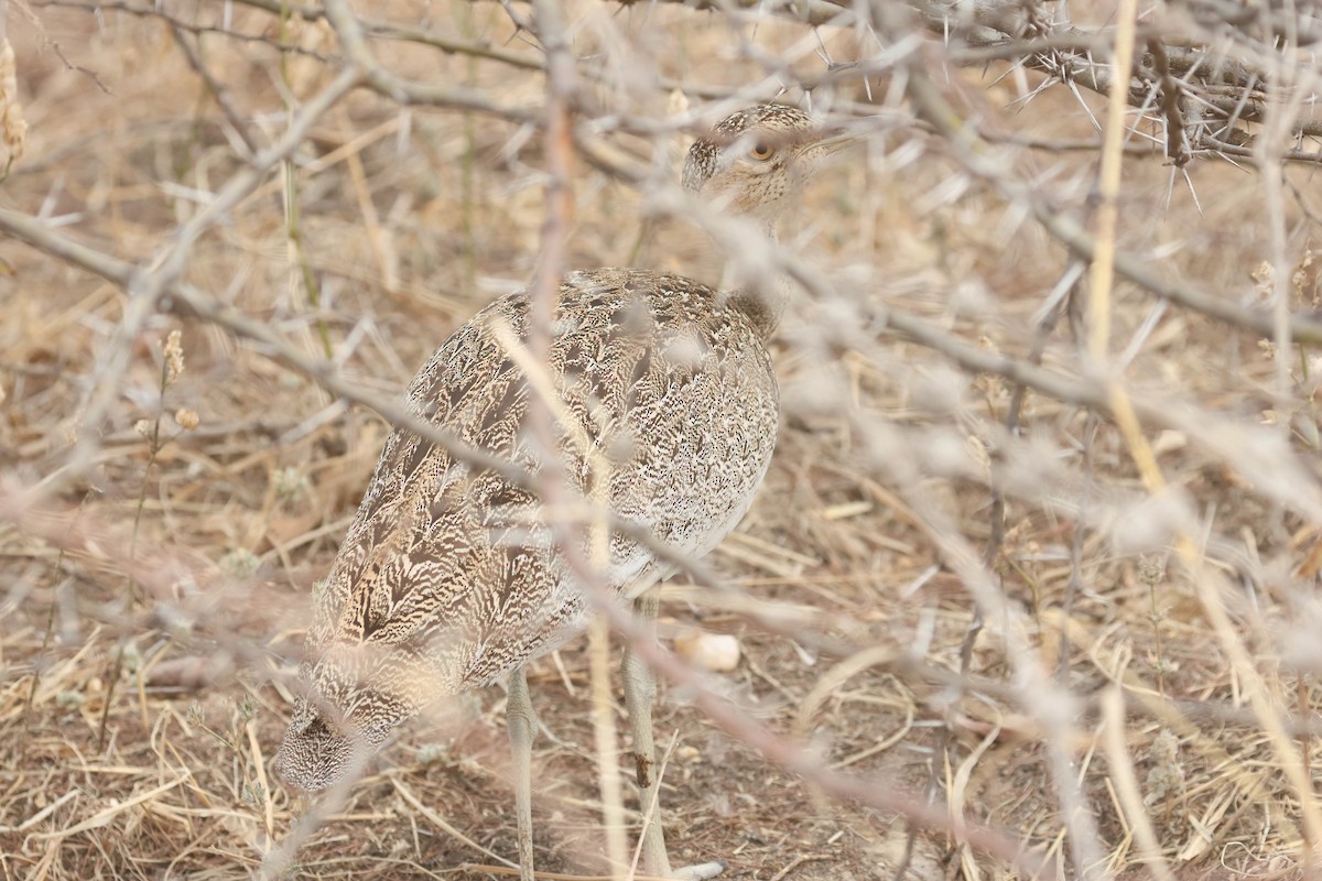 Buff-crested Bustard - ML642996030