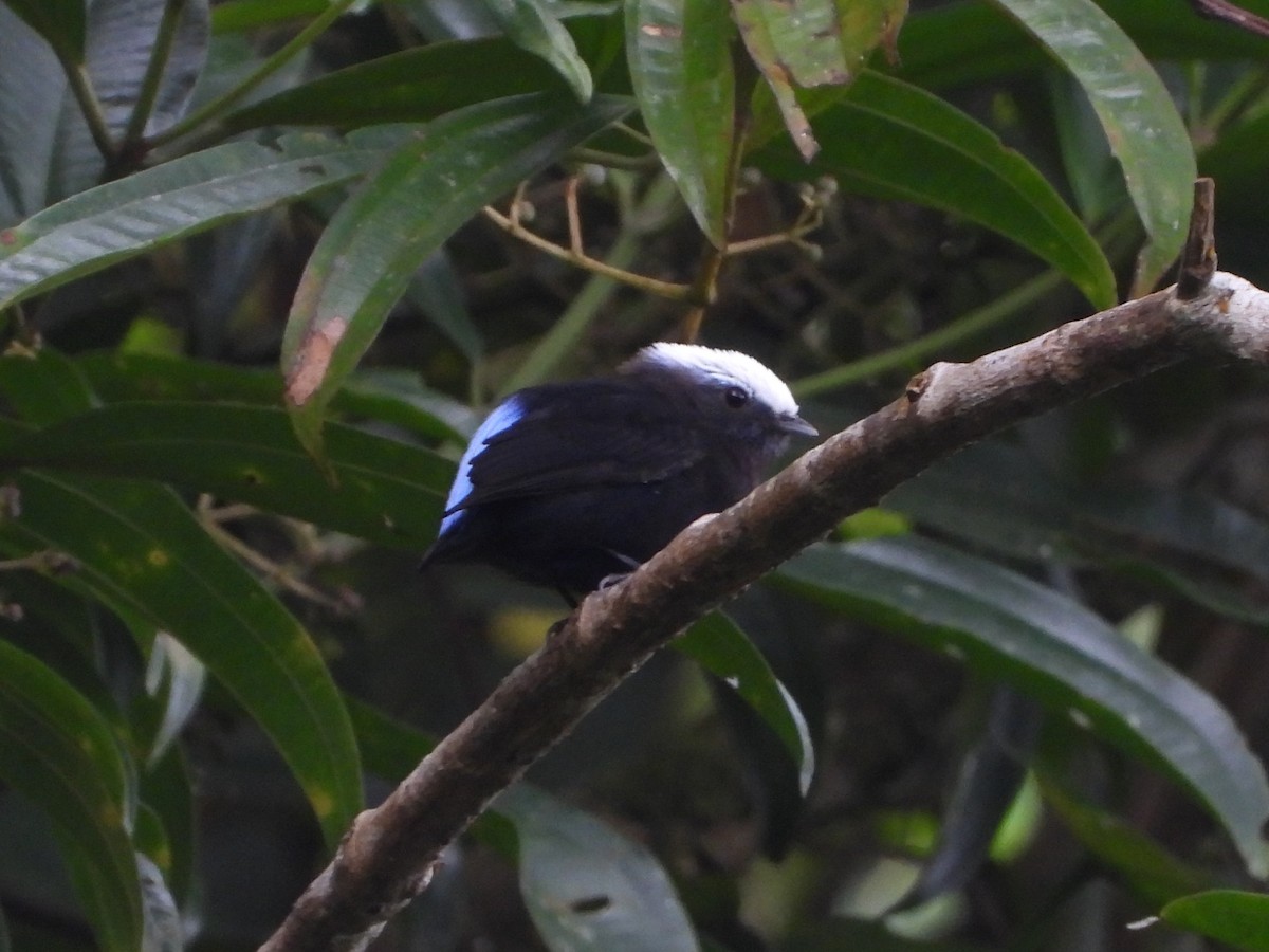 blågumpmanakin - ML642996042