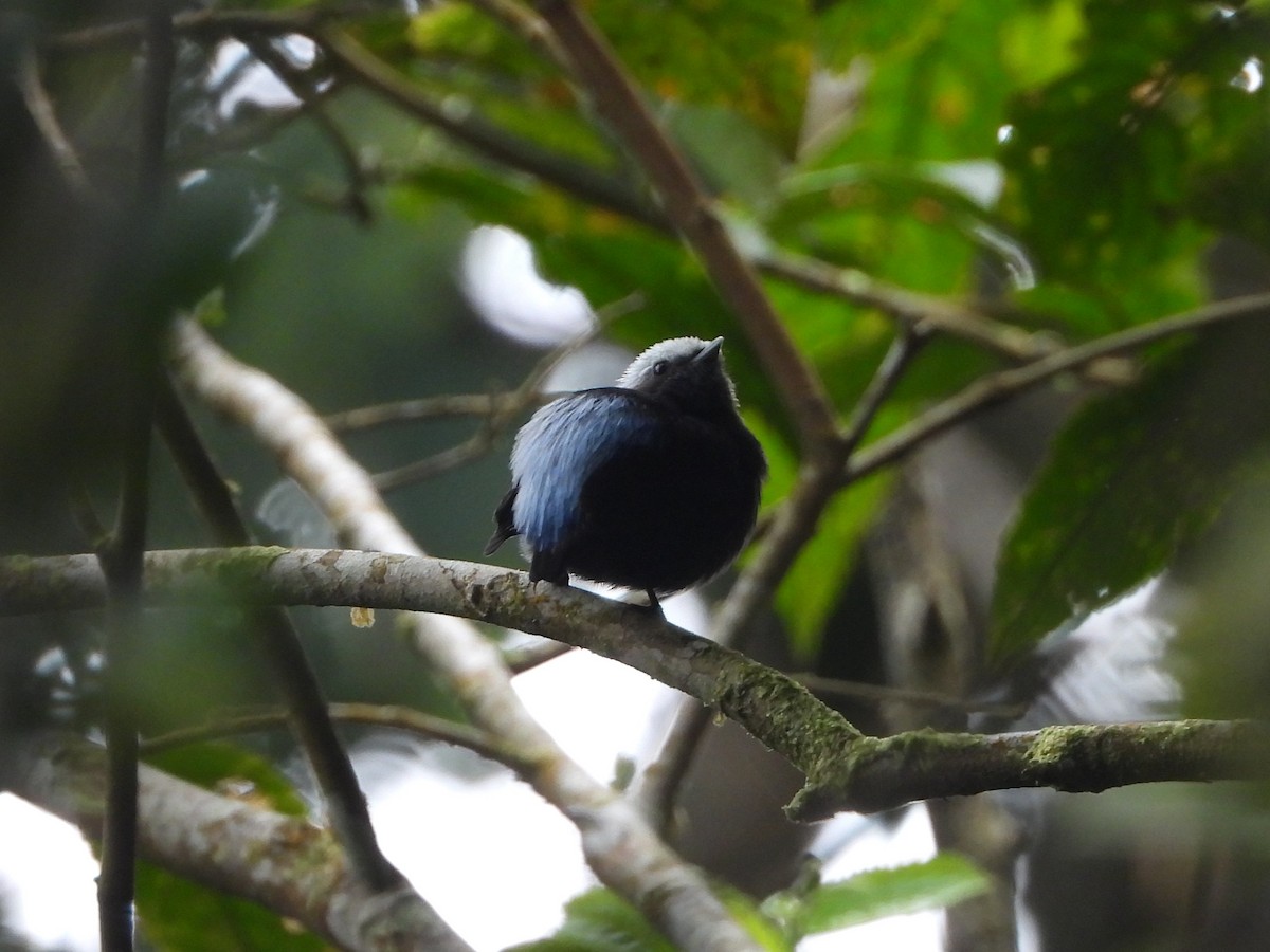 blågumpmanakin - ML642996043