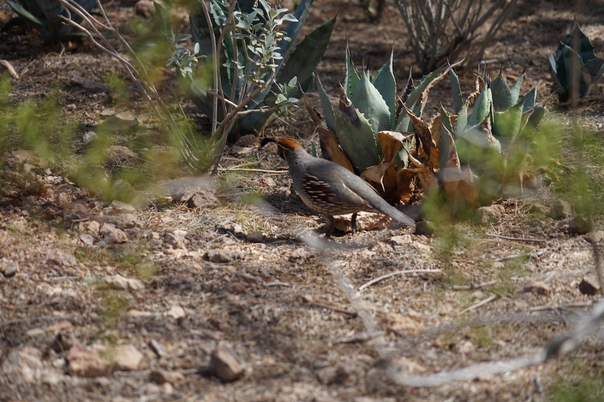 Gambel's Quail - ML642996057