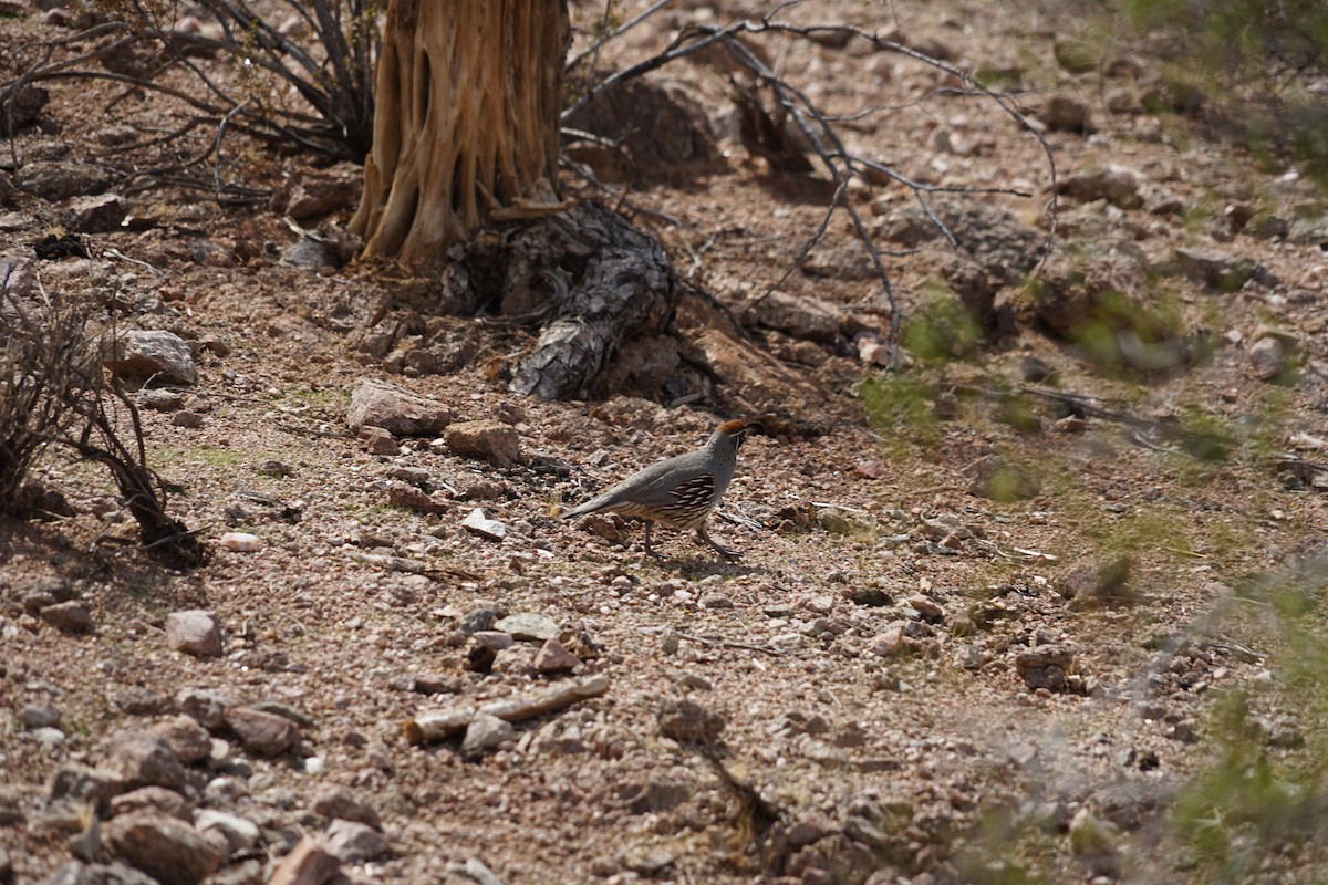 Gambel's Quail - ML642996058