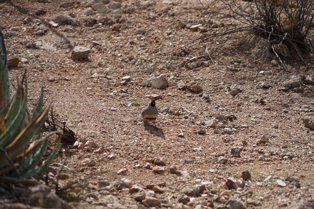 Gambel's Quail - ML642996059