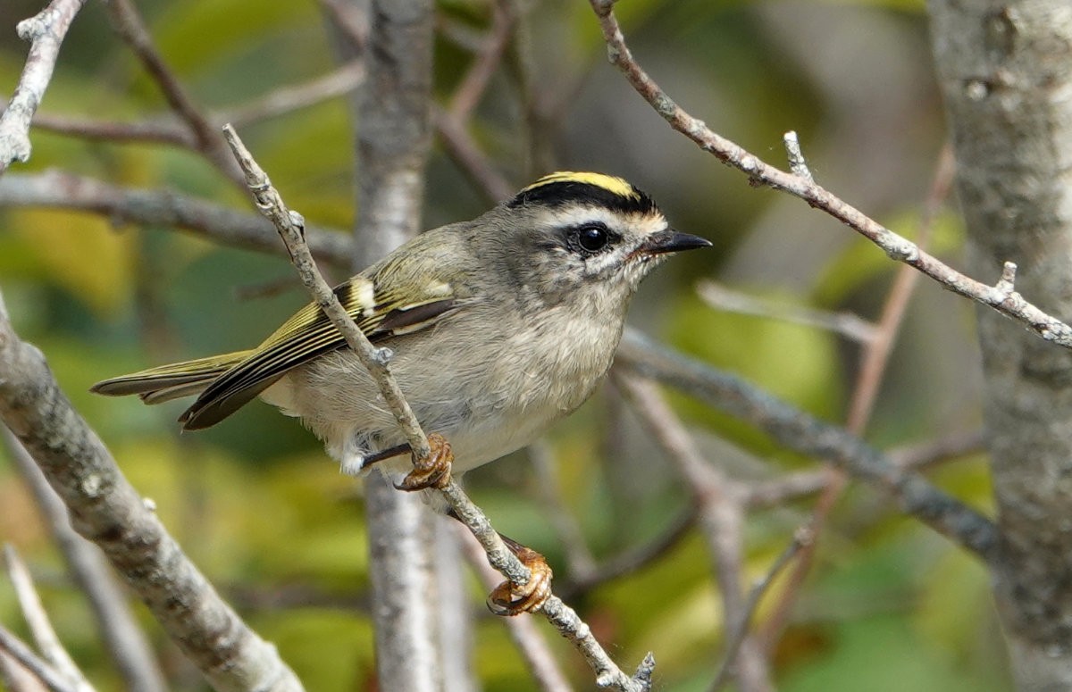 Golden-crowned Kinglet - ML642996060
