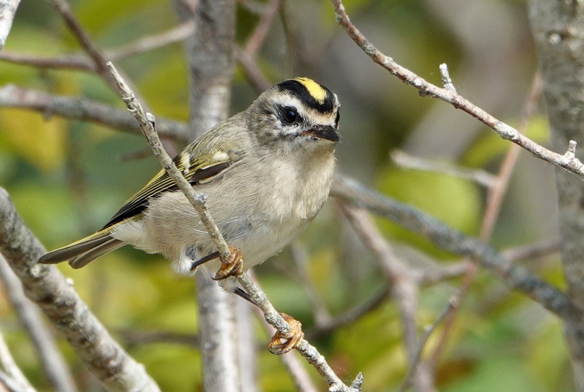 Golden-crowned Kinglet - ML642996061