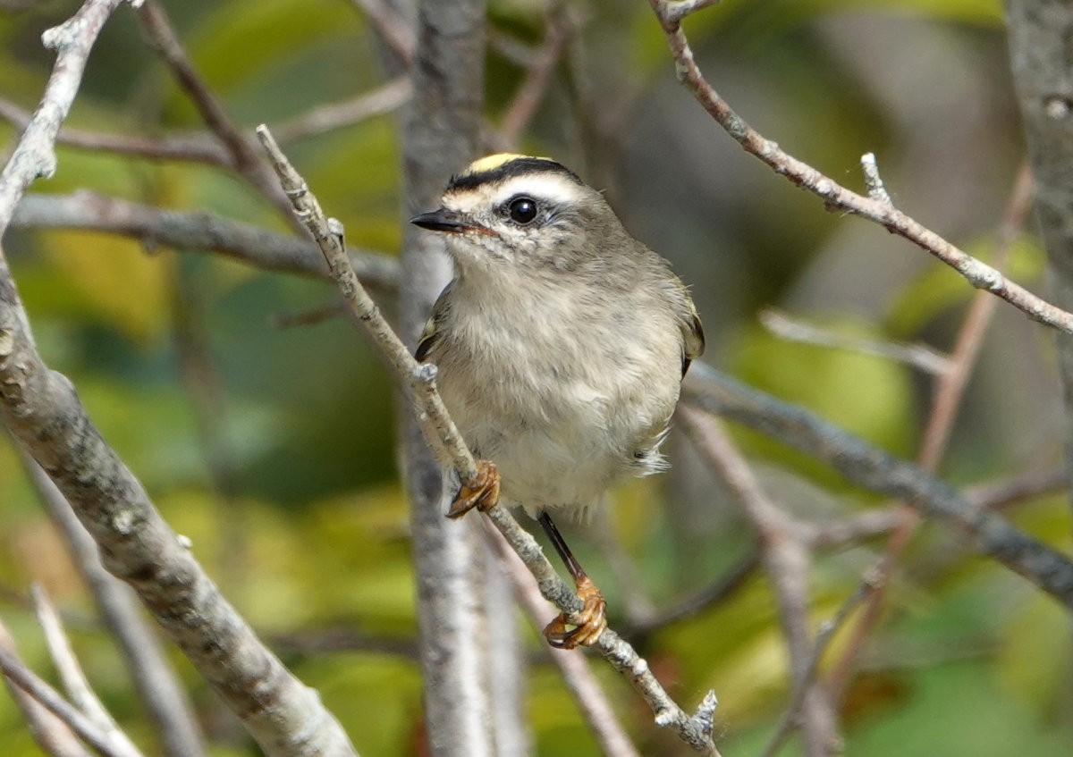 Golden-crowned Kinglet - ML642996062