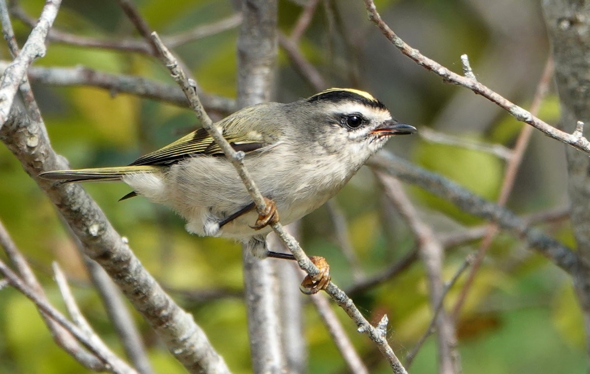 Golden-crowned Kinglet - ML642996064