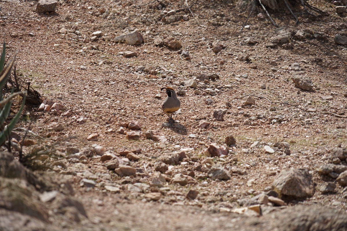 Gambel's Quail - ML642996065