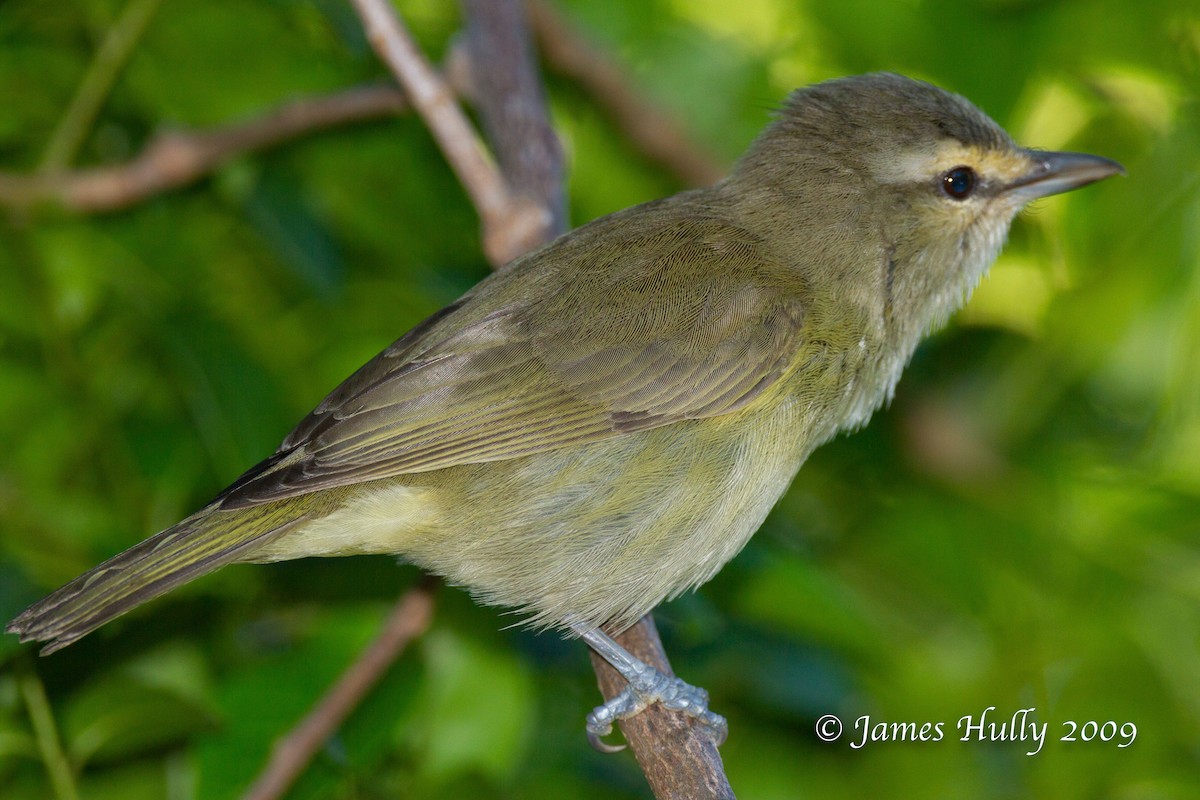 Yucatan Vireo - ML642996067
