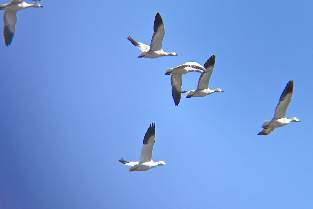 Snow Goose - ML642996068