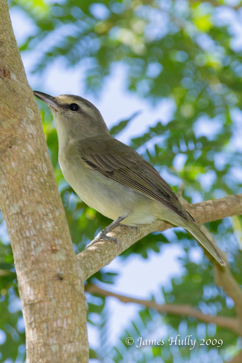 Yucatan Vireo - ML642996072