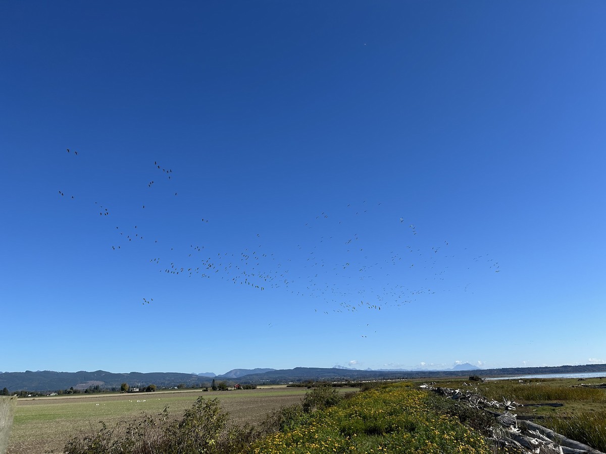 小加拿大雁 - ML642996077