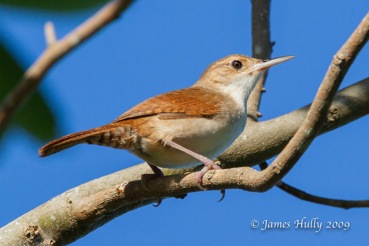 Cozumel Wren - ML642996082