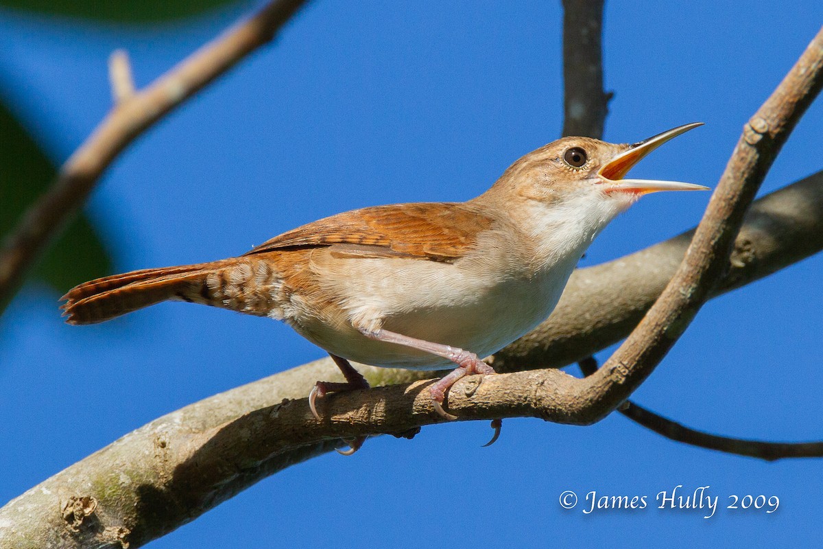 Cozumel Wren - ML642996084