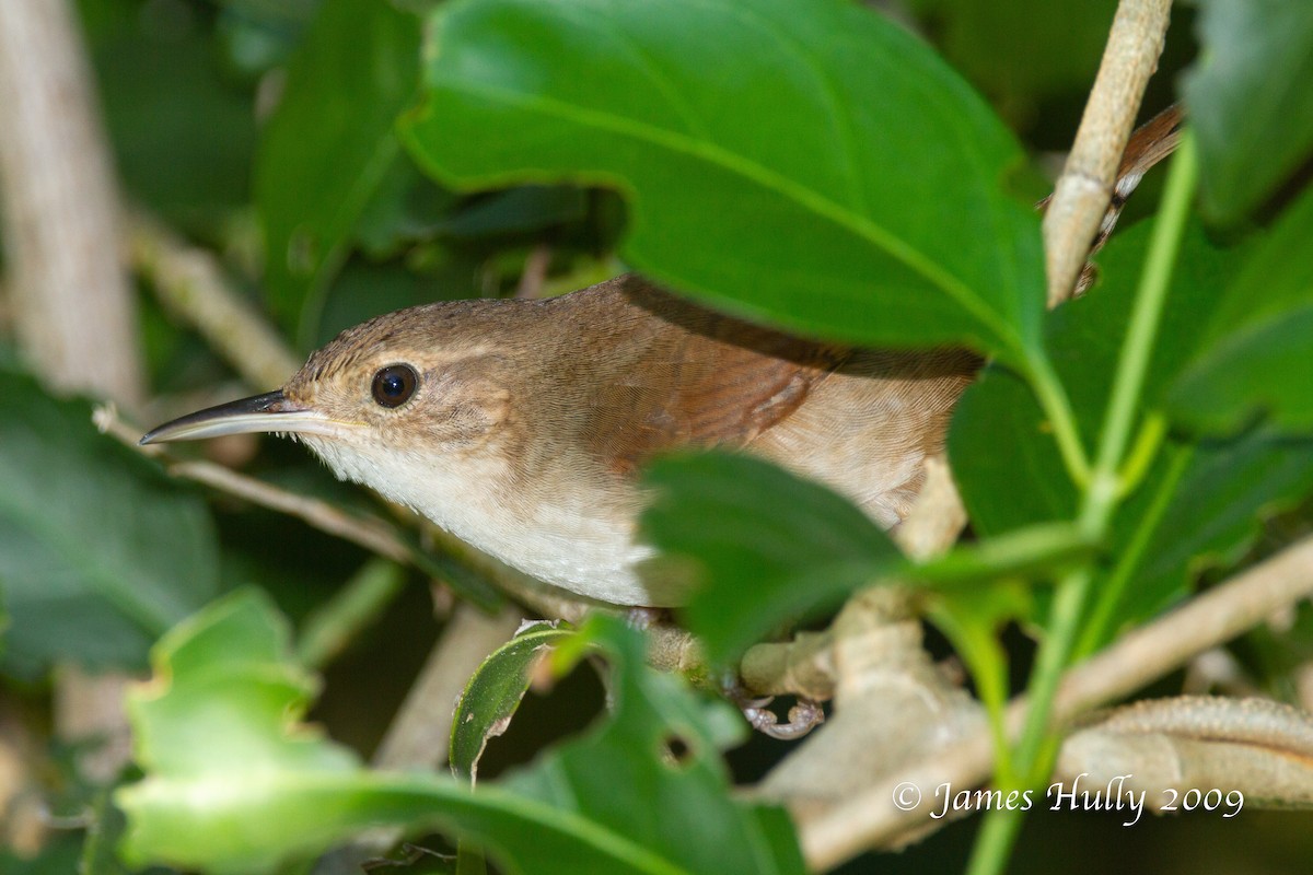 Cozumel Wren - ML642996087