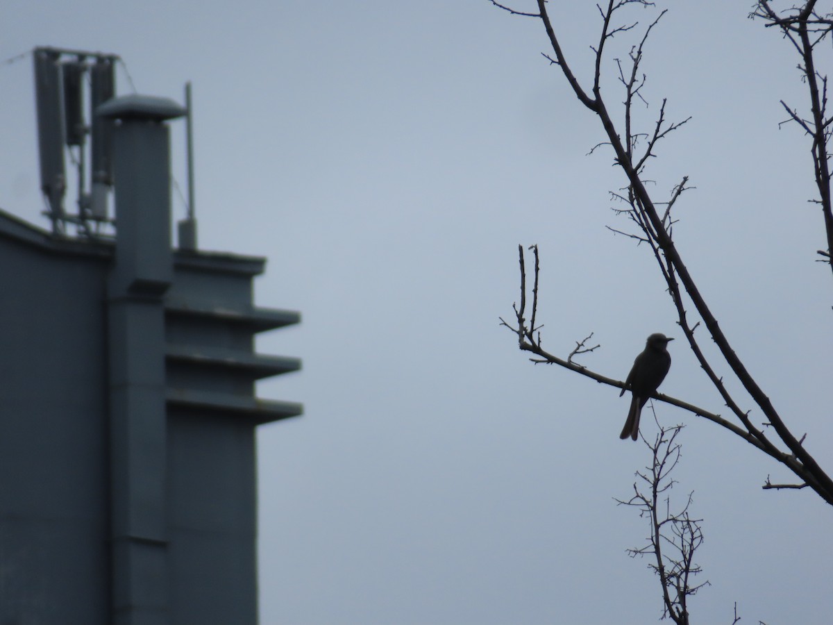 Brown-eared Bulbul - ML642996126