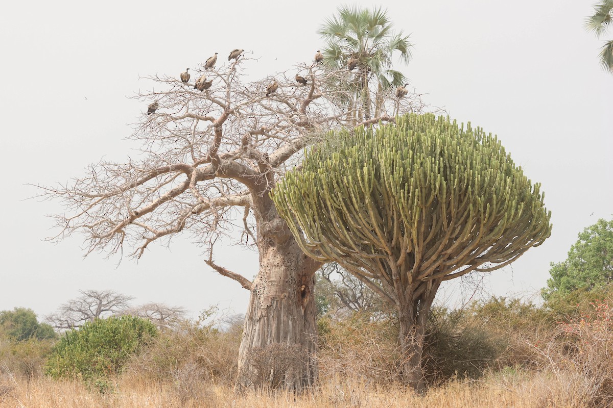 White-backed Vulture - ML642996128