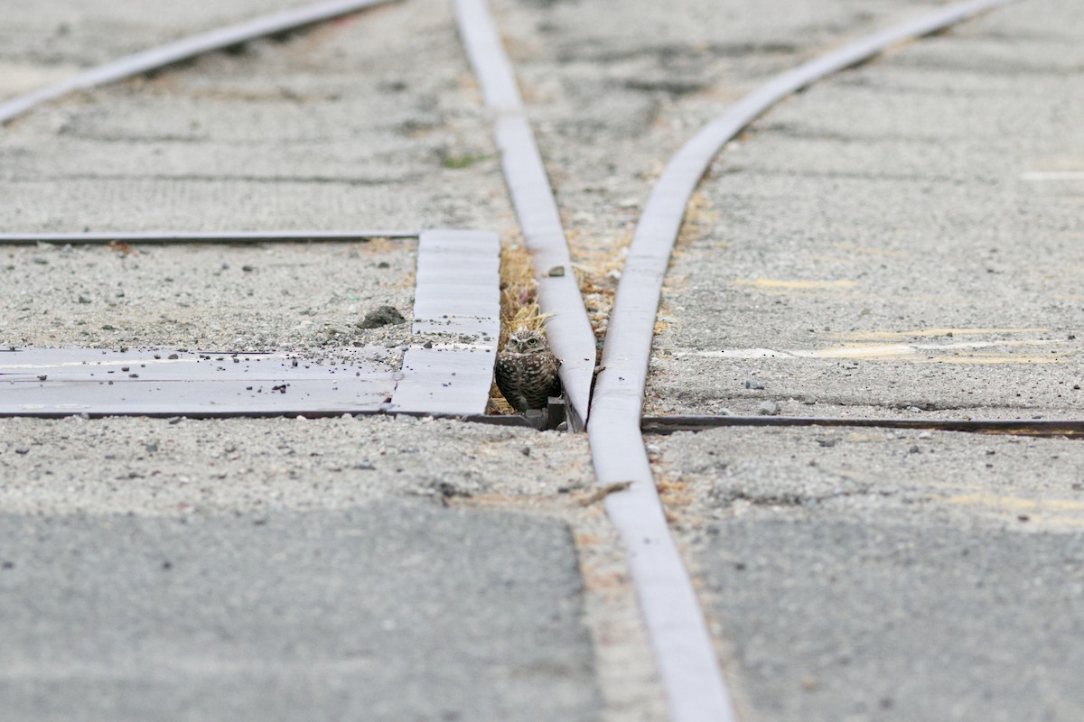 Сич американський - ML642996139