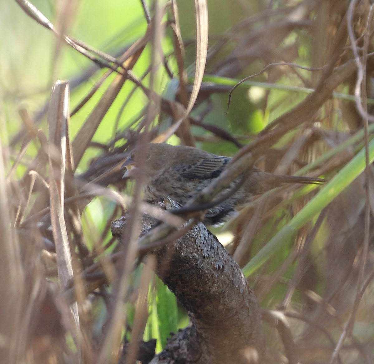 Blue-black Grassquit - ML642996169