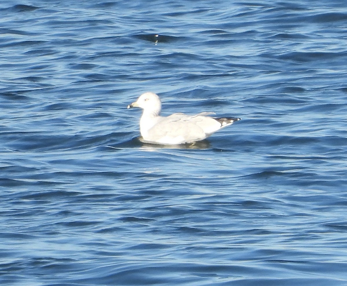 Ring-billed Gull - ML642996171