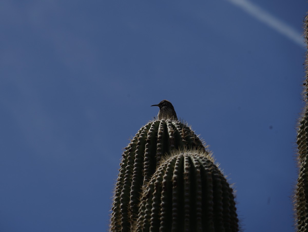 Cactus Wren - ML642996172