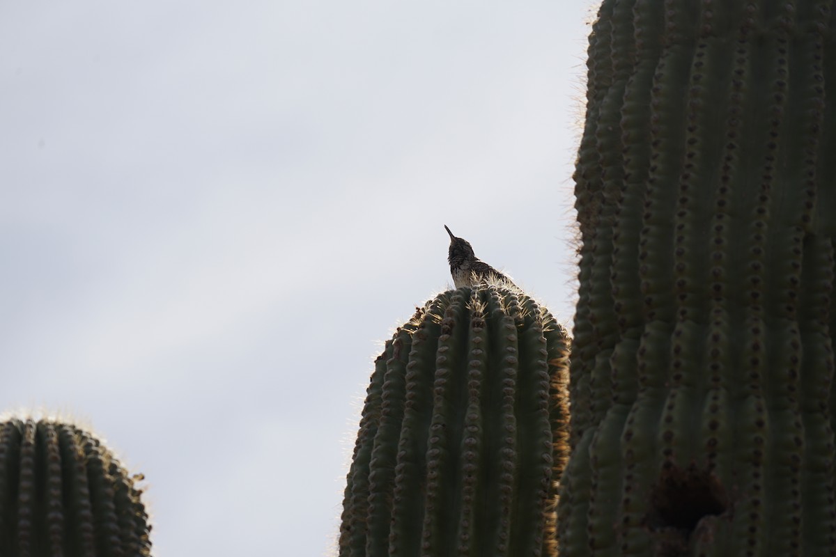 Cactus Wren - ML642996173