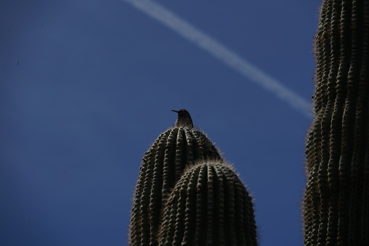 Cactus Wren - ML642996174