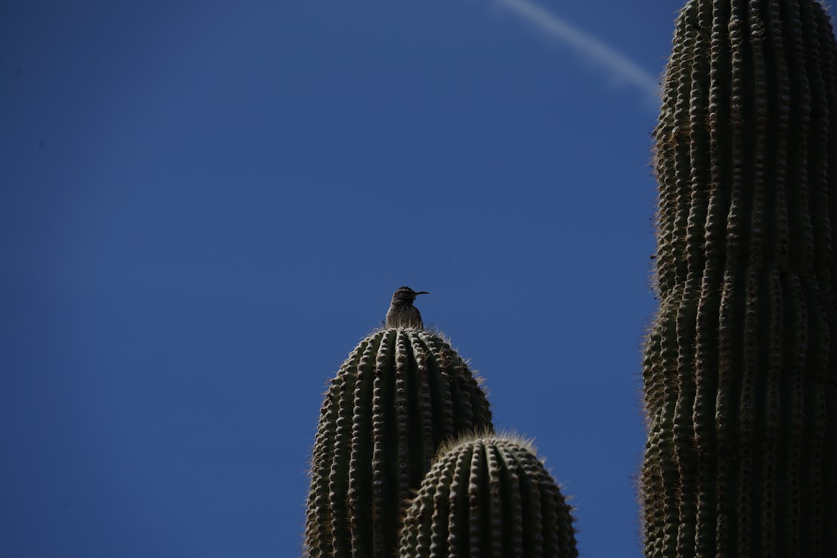 Cactus Wren - ML642996175