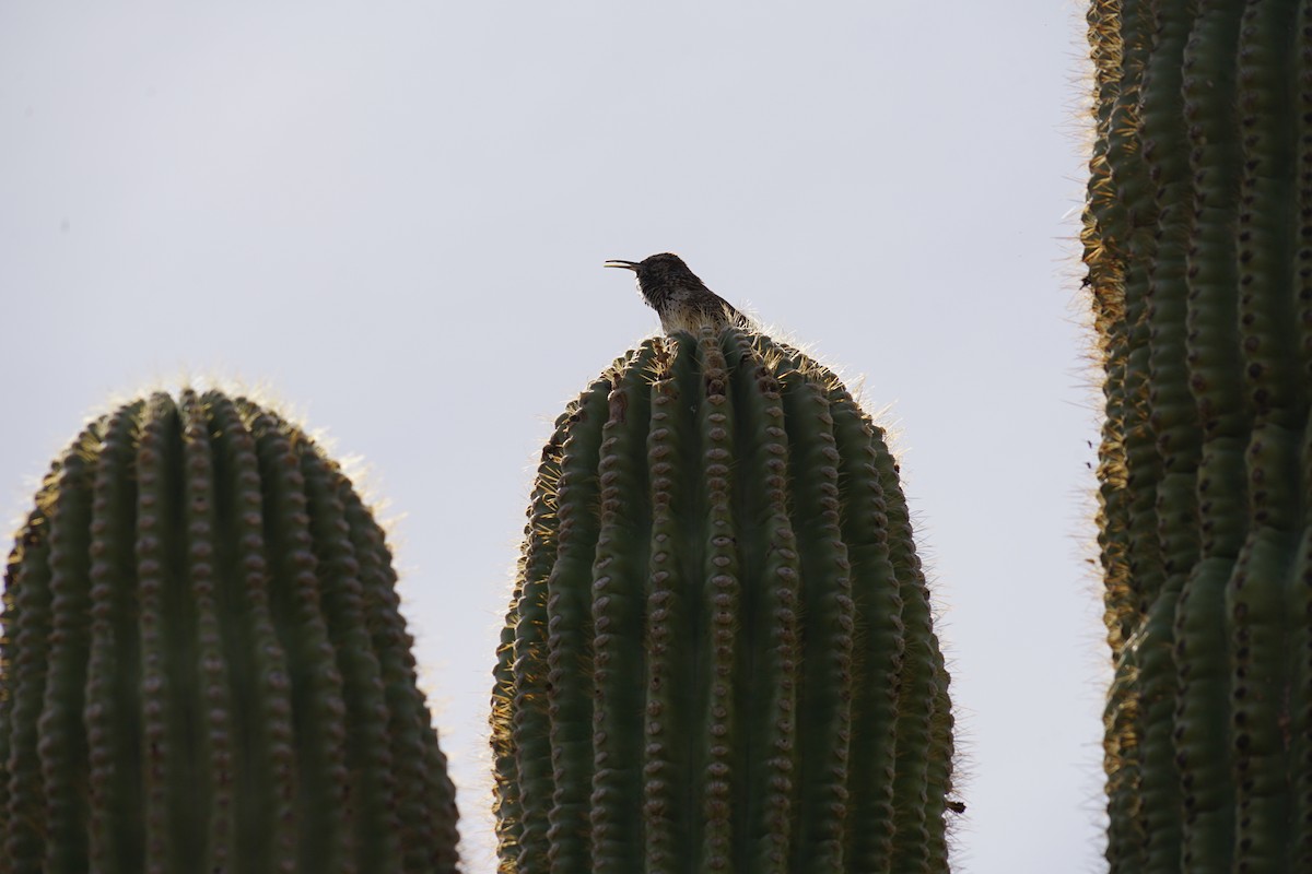 Cactus Wren - ML642996177