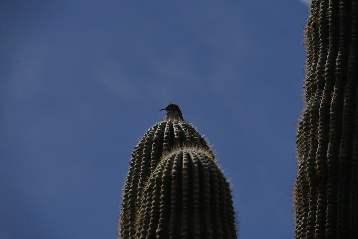 Cactus Wren - ML642996178