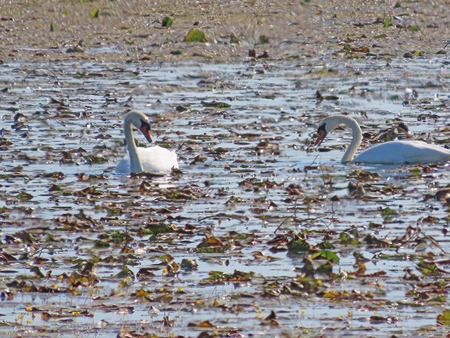 Höckerschwan - ML642996191