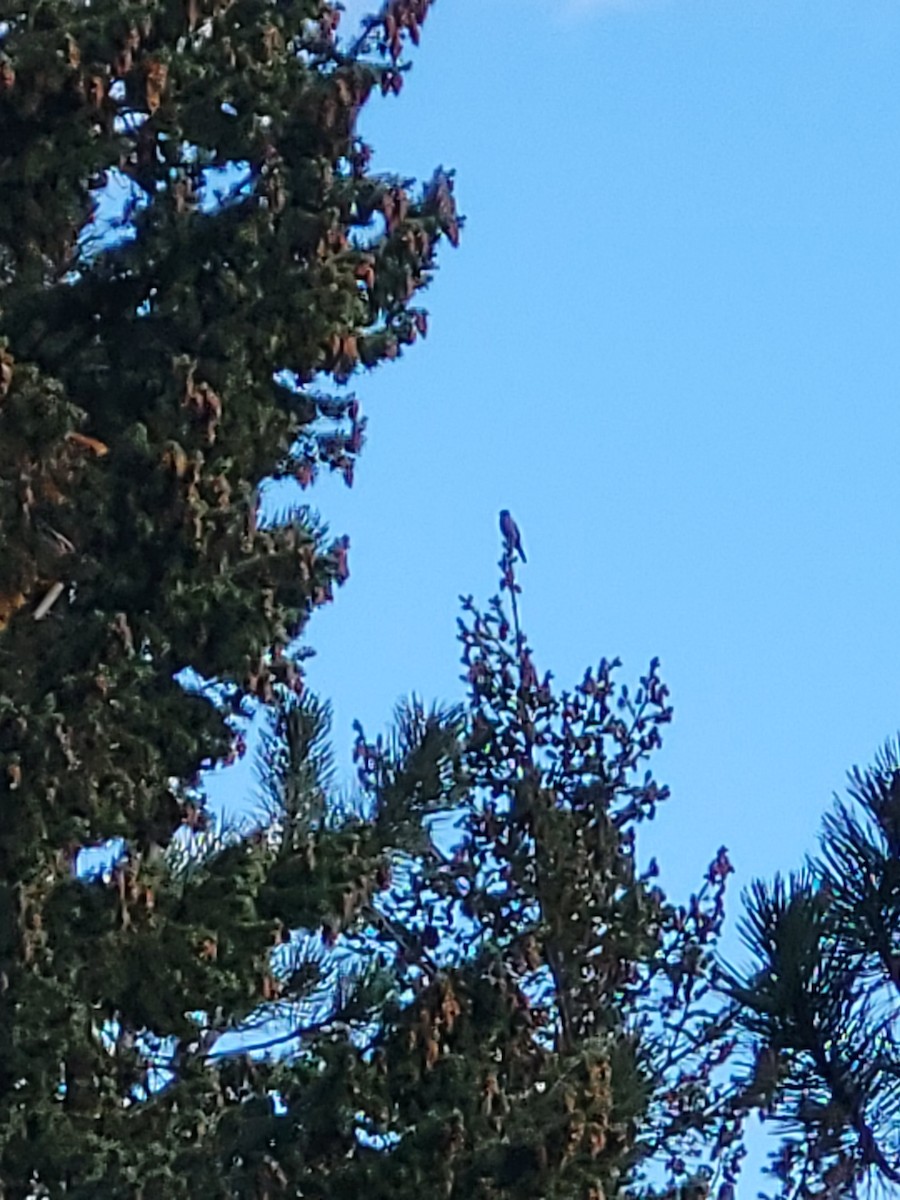 Townsend's Solitaire - ML642996201