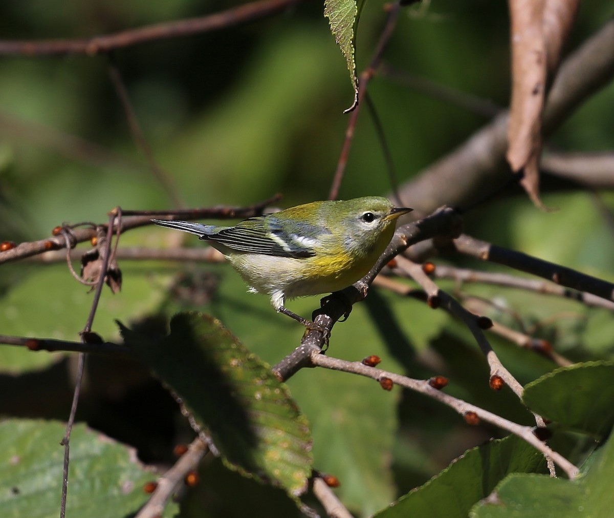 Northern Parula - ML642996211