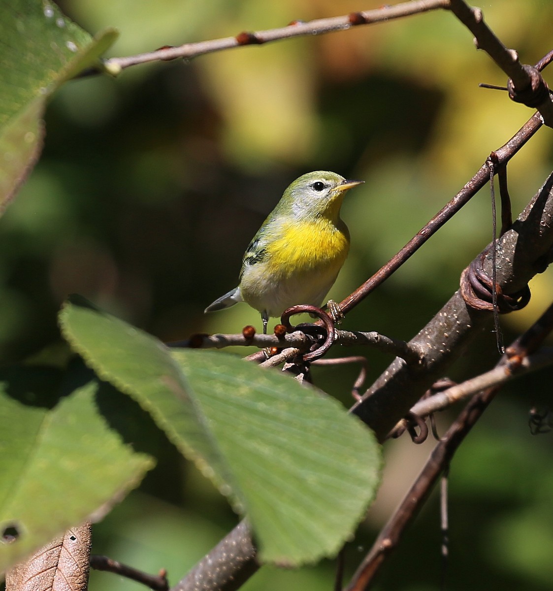 Northern Parula - ML642996217