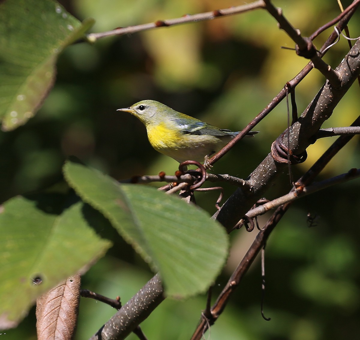 Northern Parula - ML642996225