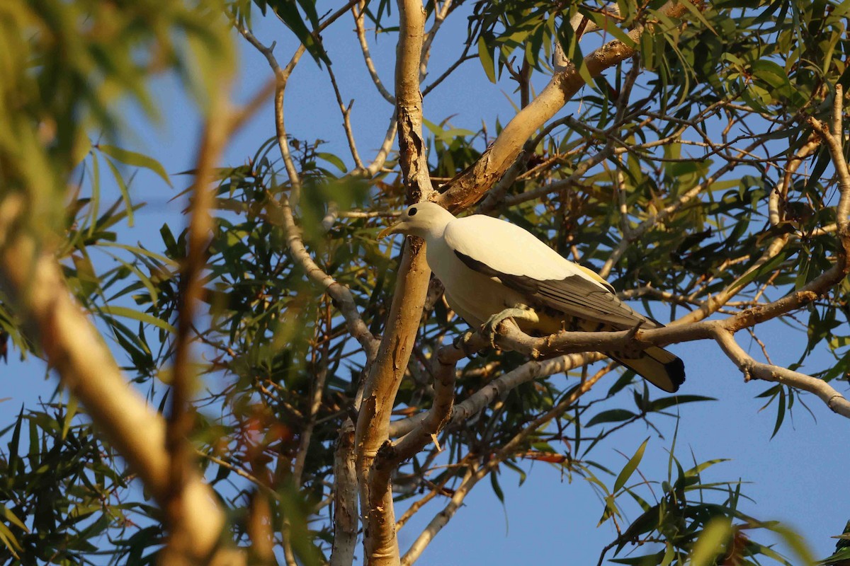 Torresian Imperial-Pigeon - ML642996240