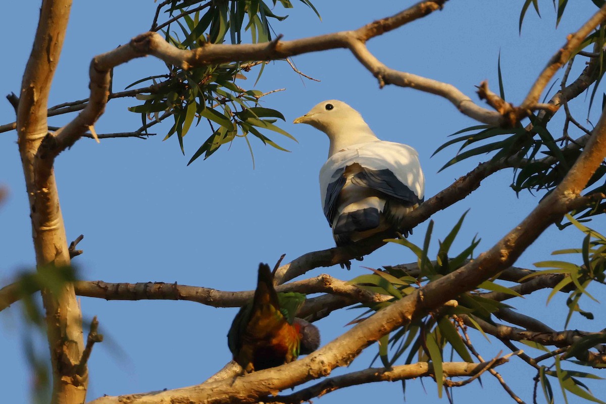 Torresian Imperial-Pigeon - ML642996244