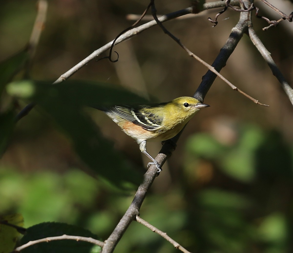 Bay-breasted Warbler - ML642996246