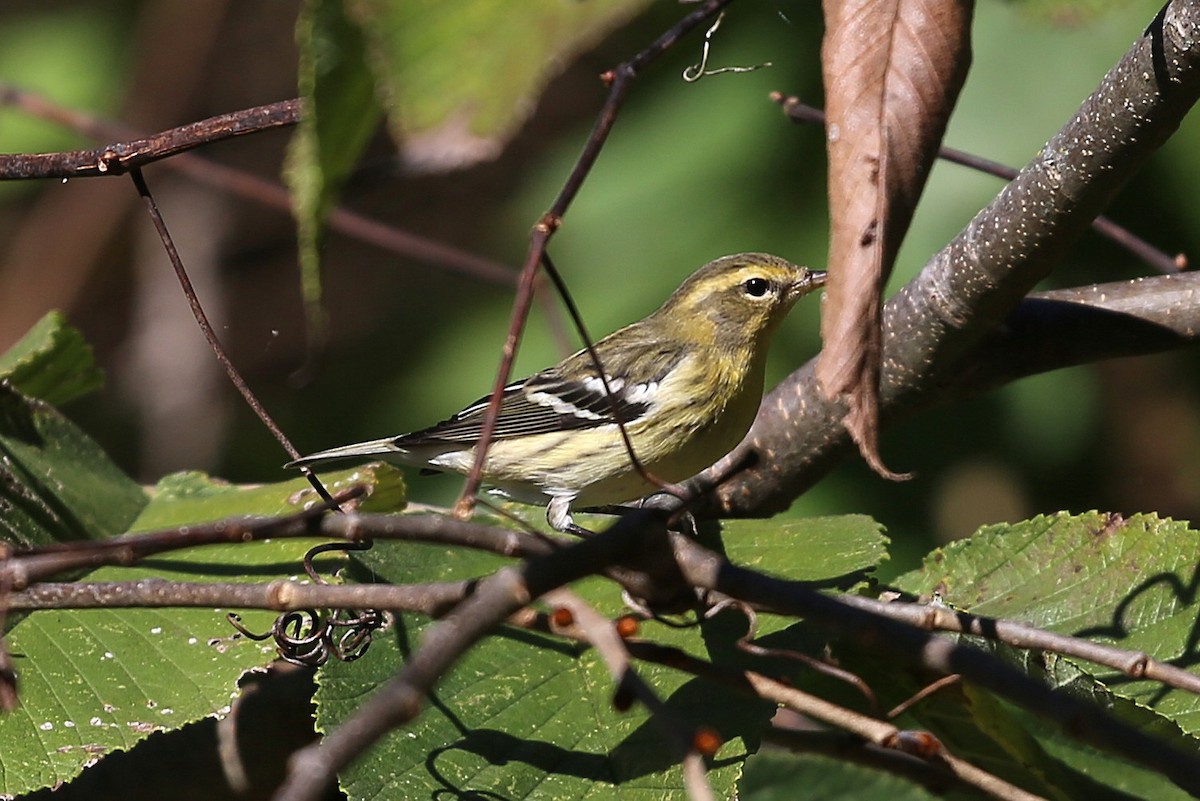 Blackburnian Warbler - ML642996256