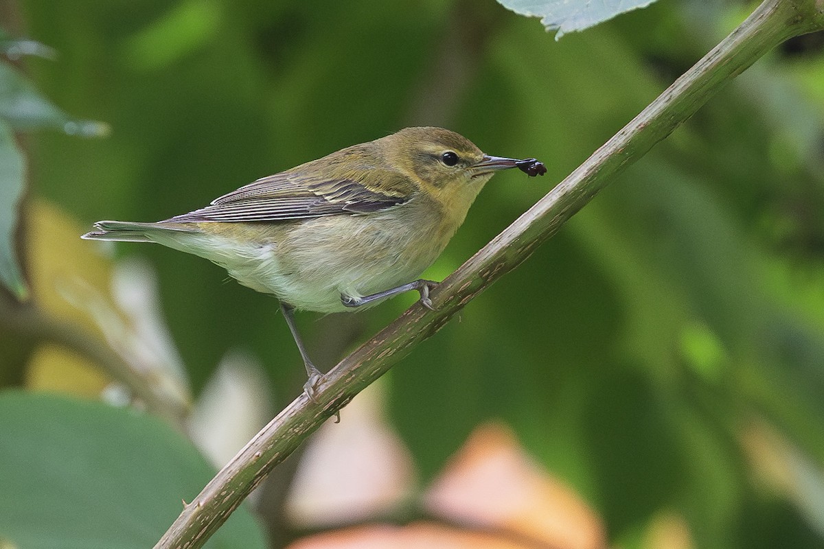 Tennessee Warbler - ML642996257