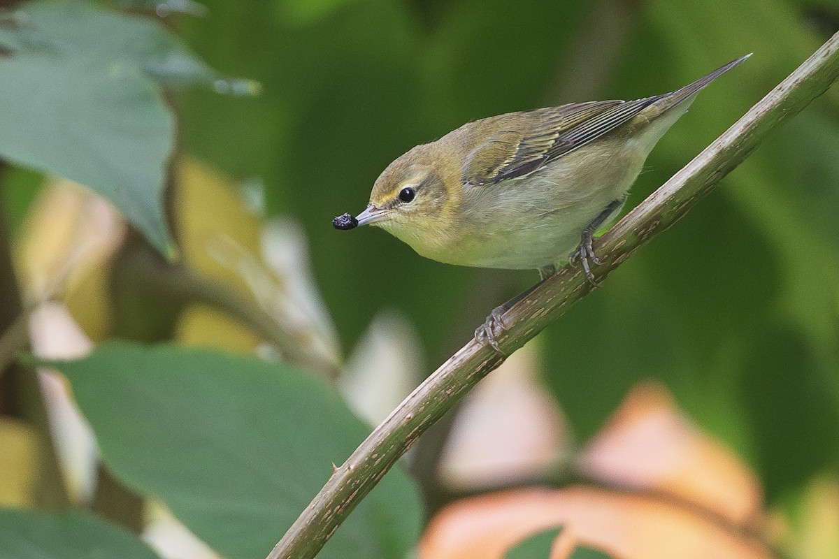 Tennessee Warbler - ML642996261