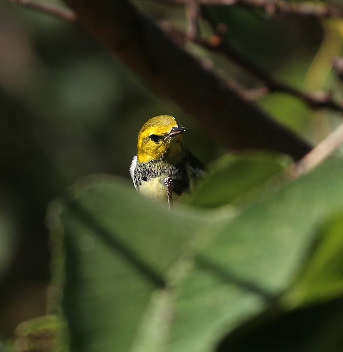 Black-throated Green Warbler - ML642996272