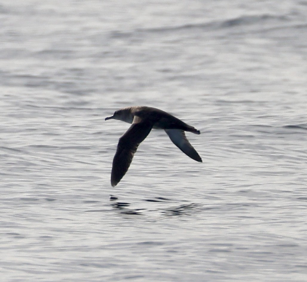 Balearic Shearwater - ML642996275