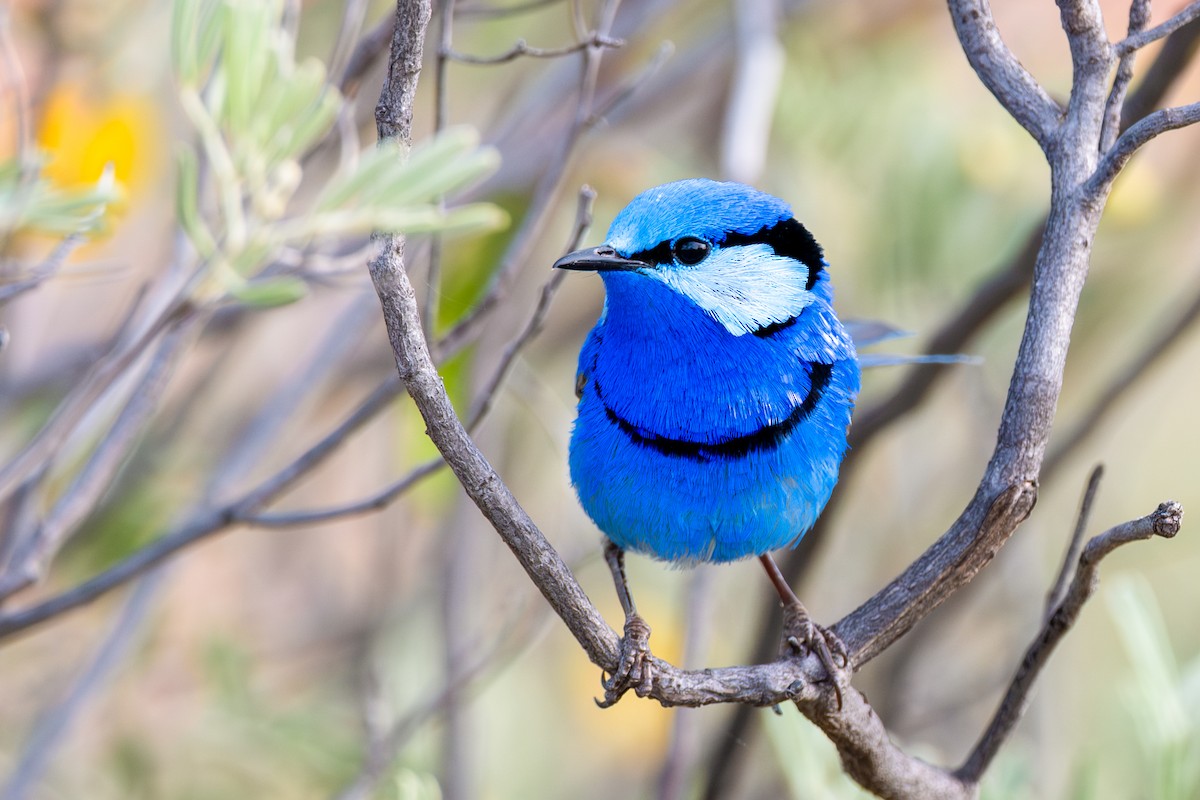 Splendid Fairywren - ML642996288